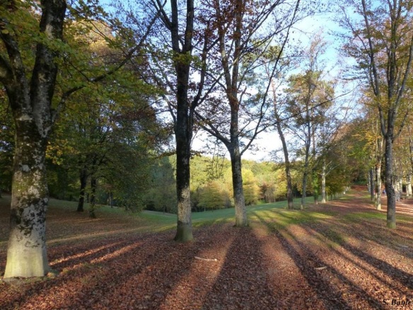 limoges-automne-parc-de-l-aurence-allee-arbres-lumiere-ombre