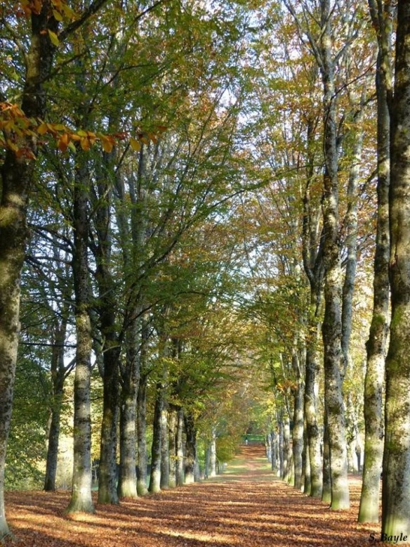 limoges-automne-parc-de-l-aurence-allee-arbres
